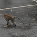 bali en lombok 364