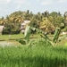 bali en lombok 405