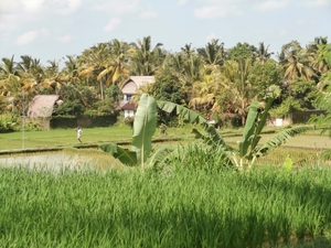 bali en lombok 405