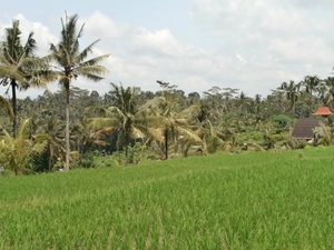 bali en lombok 410