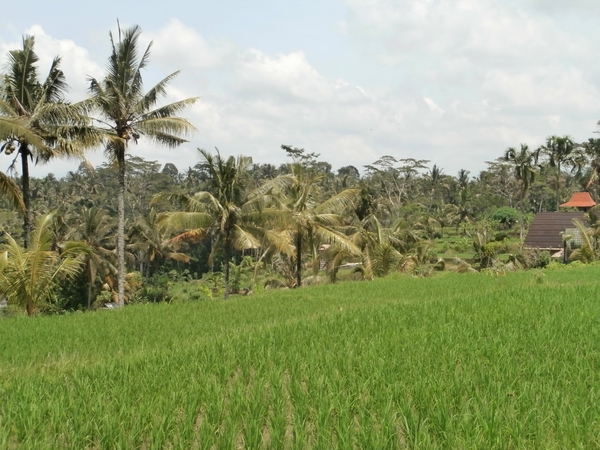 bali en lombok 410