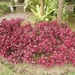 bali en lombok 452