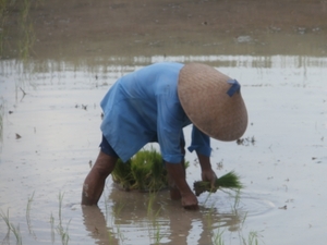 bali en lombok 462