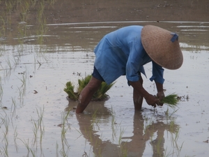 bali en lombok 464