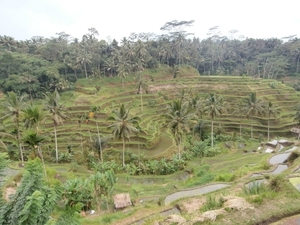 bali en lombok 484