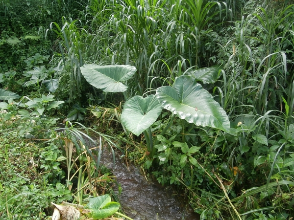 bali en lombok 546