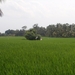 bali en lombok 816