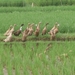 bali en lombok 819