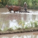 bali en lombok 985