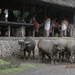bali en lombok 992
