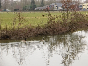 2013-03- 02 Roosdaal (verkenning 2) 010