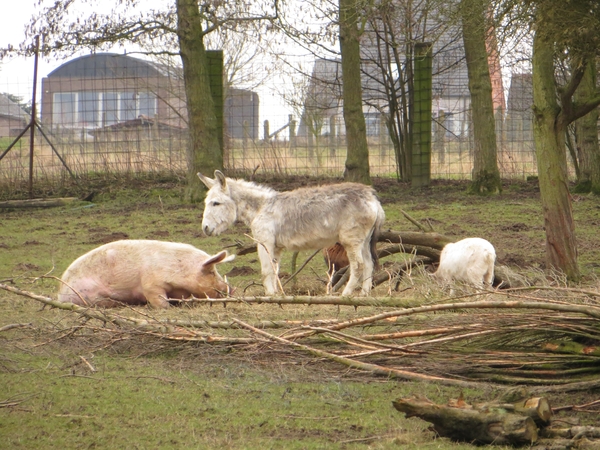 2013-03- 02 Zonnegem 033