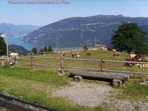 Foto van op het treintje naar de Schynige Platte