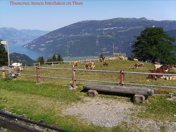 Foto van op het treintje naar de Schynige Platte