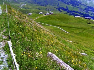 Bloemenweiden