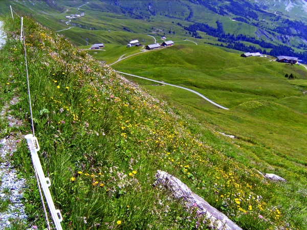 Bloemenweiden