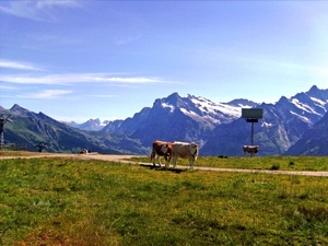 Mnnlichen in Berner Oberland