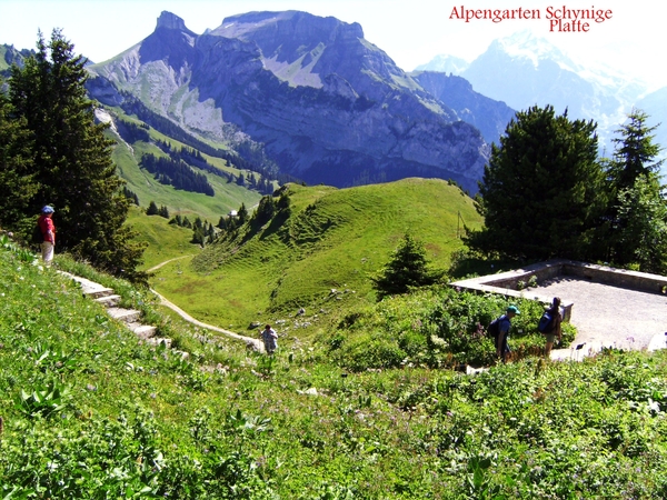 Tuinen met bergbloemen op 2075m hoog.