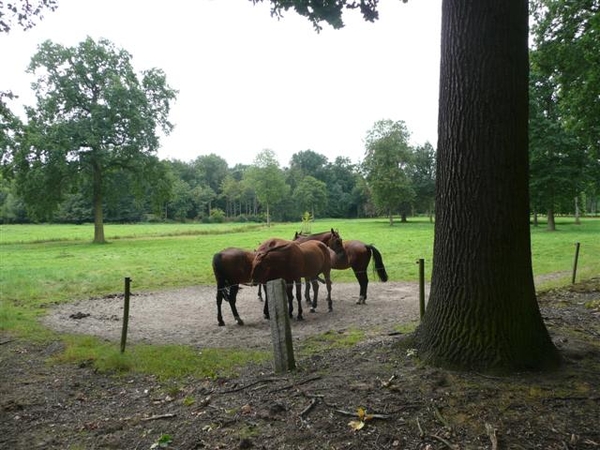 20110821 Het Kasteel van Bornem  077