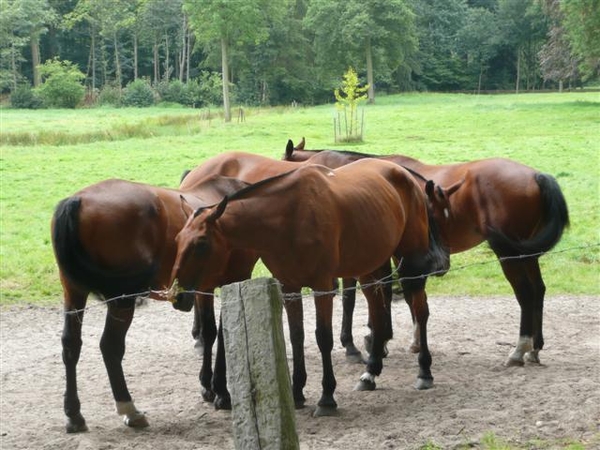 20110821 Het Kasteel van Bornem  078