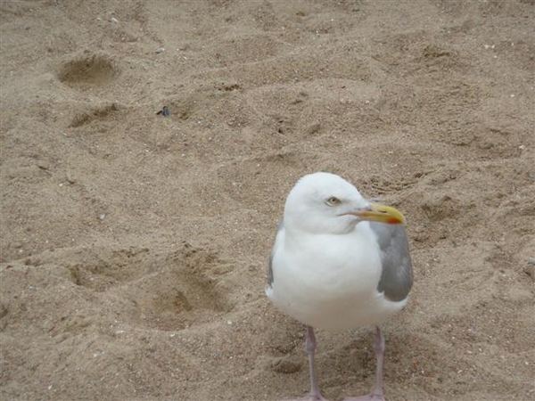 20110806 Oostende  052