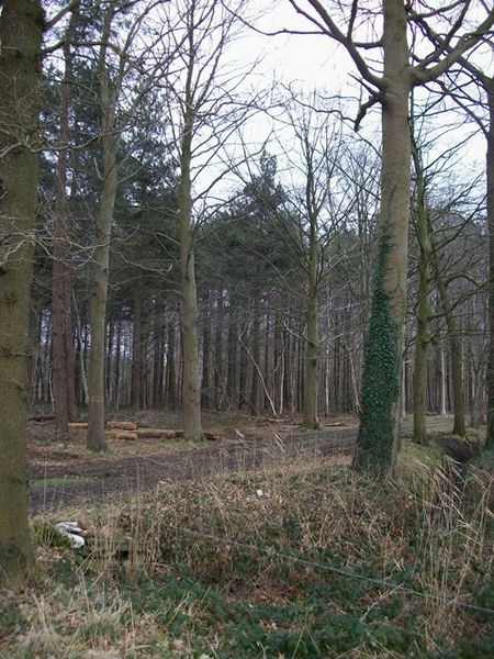 52-Wijnendalebos met 200ha groot bos