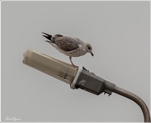 Blankenberge 3 maart-101