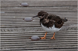 Blankenberge 3 maart-143