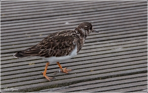 doorgestuurd maeelgroepBlankenberge 3 maart-147