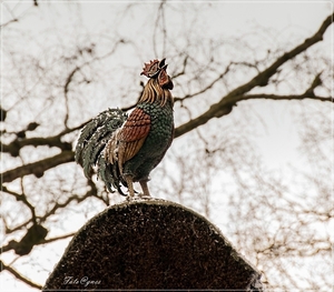 Efteling 26 december  (144)