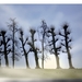 schuiene bomen