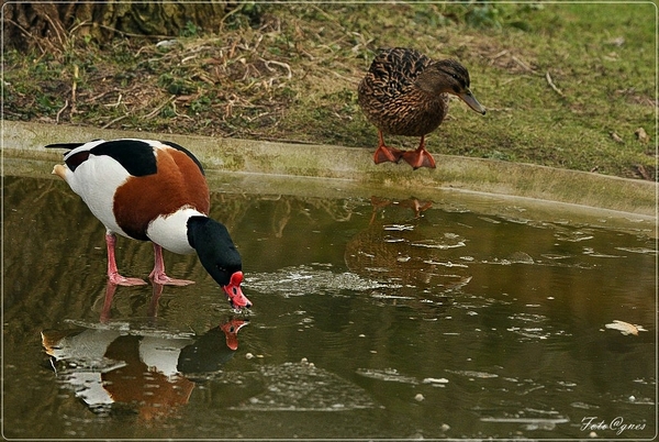 Het Zwin naamloos-442 (82)