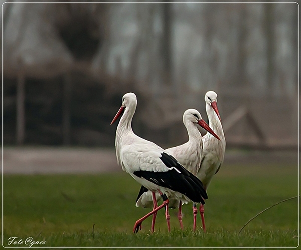 Het Zwin trio-22 (1)