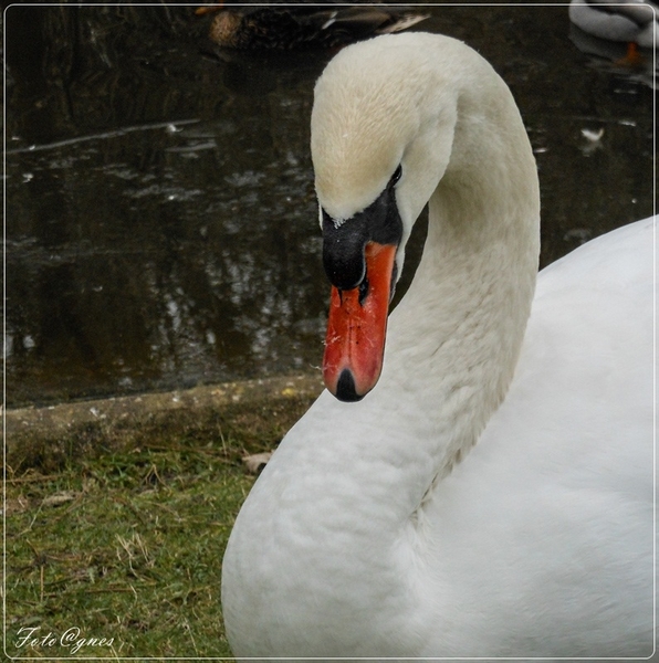 Het Zwin trio-22 (2)