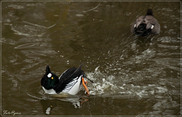 Het Zwin trio-22 (4)