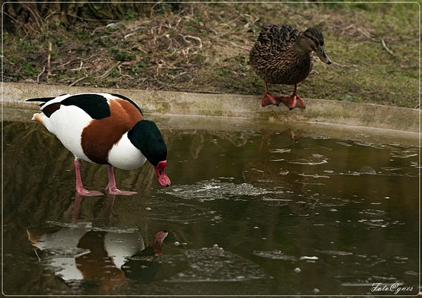 weerspiegeling op het ijs  -172