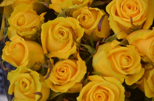 002  DE ZATERDAG ROOTS......