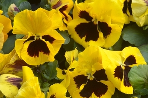 020