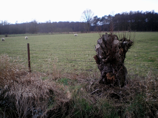 knot en