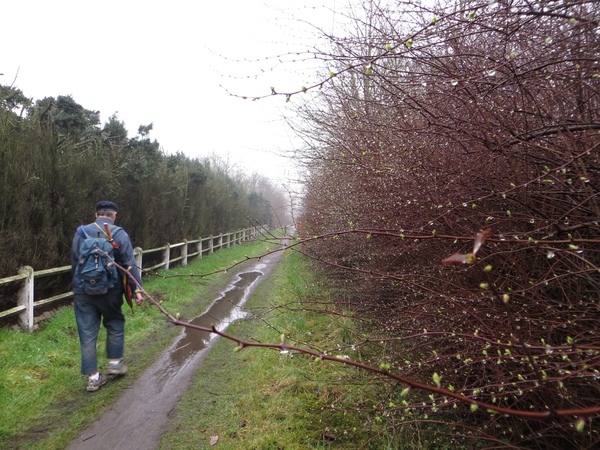 2013-03-09 Ledegem 006