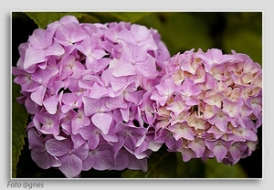 hortensia roze