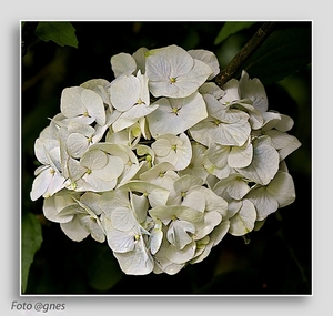 hortensia wit groen