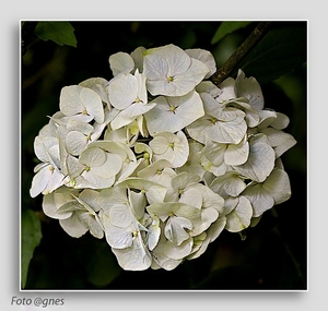 hortensia wit groen