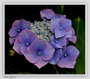 Hydrangea