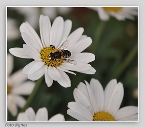 margrietjjes DSC_0023