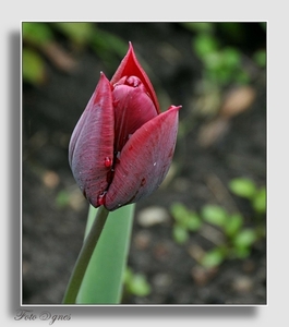 tulp DSC_0020