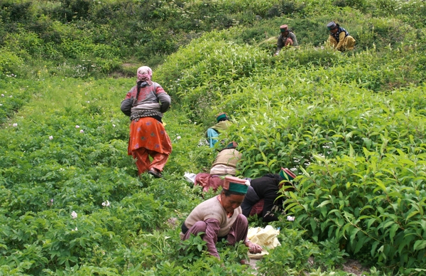 Chitkul : vrouwen verwijderen de stenen uit de gewassen
