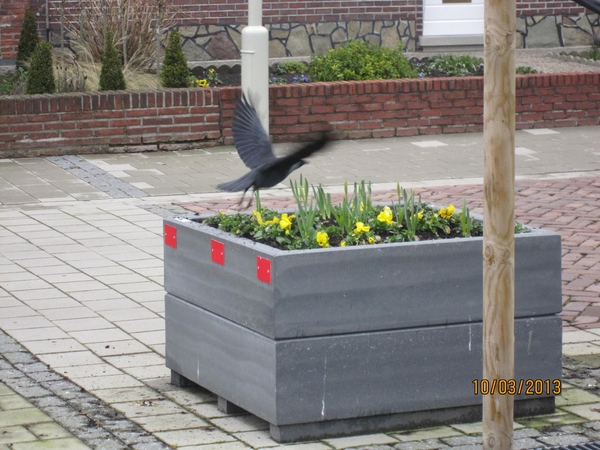 Schoten Zeurt 10-3-2013 013