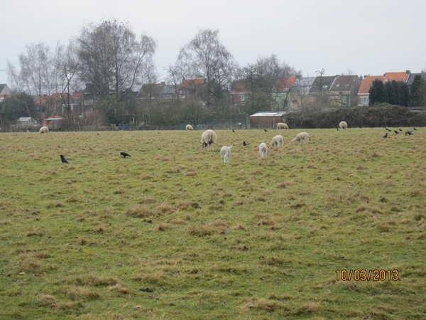 Schoten Zeurt 10-3-2013 028