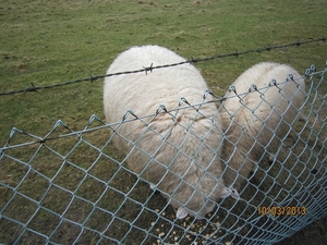 Schoten Zeurt 10-3-2013 029